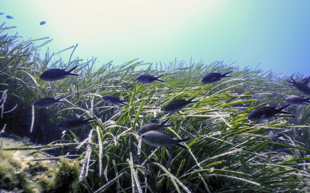 Riccardo Losciale | Overcoming Barriers to Protect Seagrass Meadows: A Critical Marine Ecosystem
