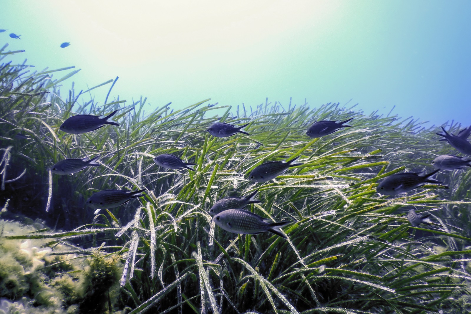 Riccardo Losciale | Overcoming Barriers to Protect Seagrass Meadows: A Critical Marine Ecosystem