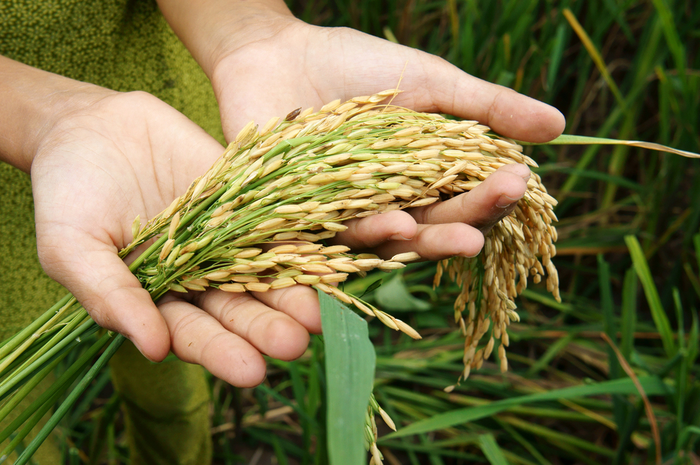 Professor Elliot Berry | Why Food Security is Crucial to the Development of Human Societies