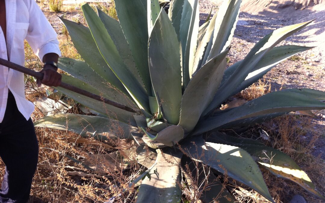 Pulque: The Ancient Drink That Could Shape the Future of Health