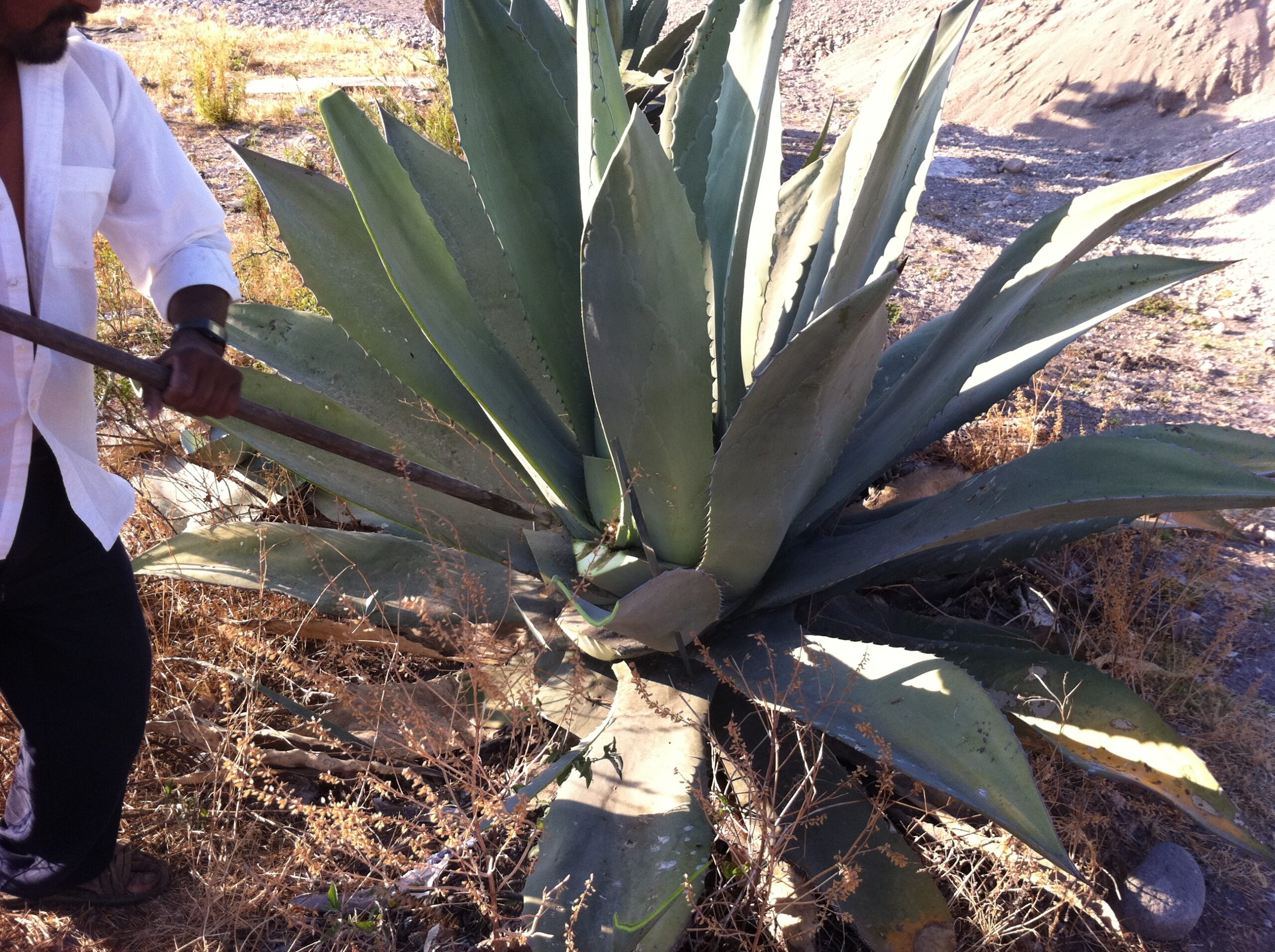 Pulque: The Ancient Drink That Could Shape the Future of Health