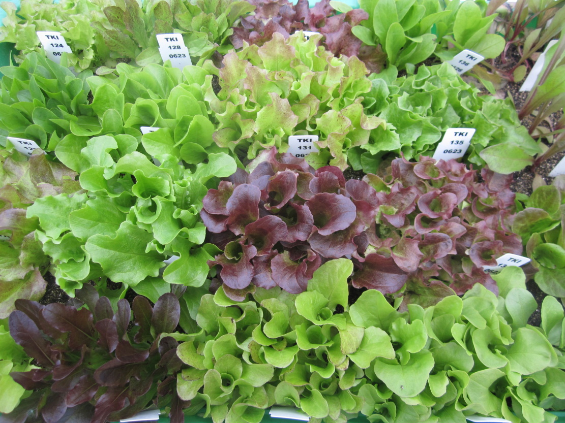 Dr Sandra Goritschnig – Dr Pasquale Tripodi | The Science of Greens: Using Genetic Insights to Cultivate Better, Stronger Lettuce