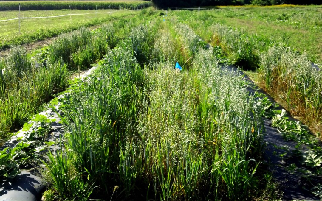 Dr. Kurt Vollmer | Weeding Out the Competition: The Promise of Cover Crops in Sustainable Agriculture