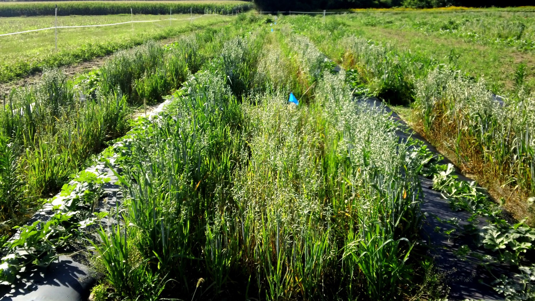 Dr. Kurt Vollmer | Weeding Out the Competition: The Promise of Cover Crops in Sustainable Agriculture