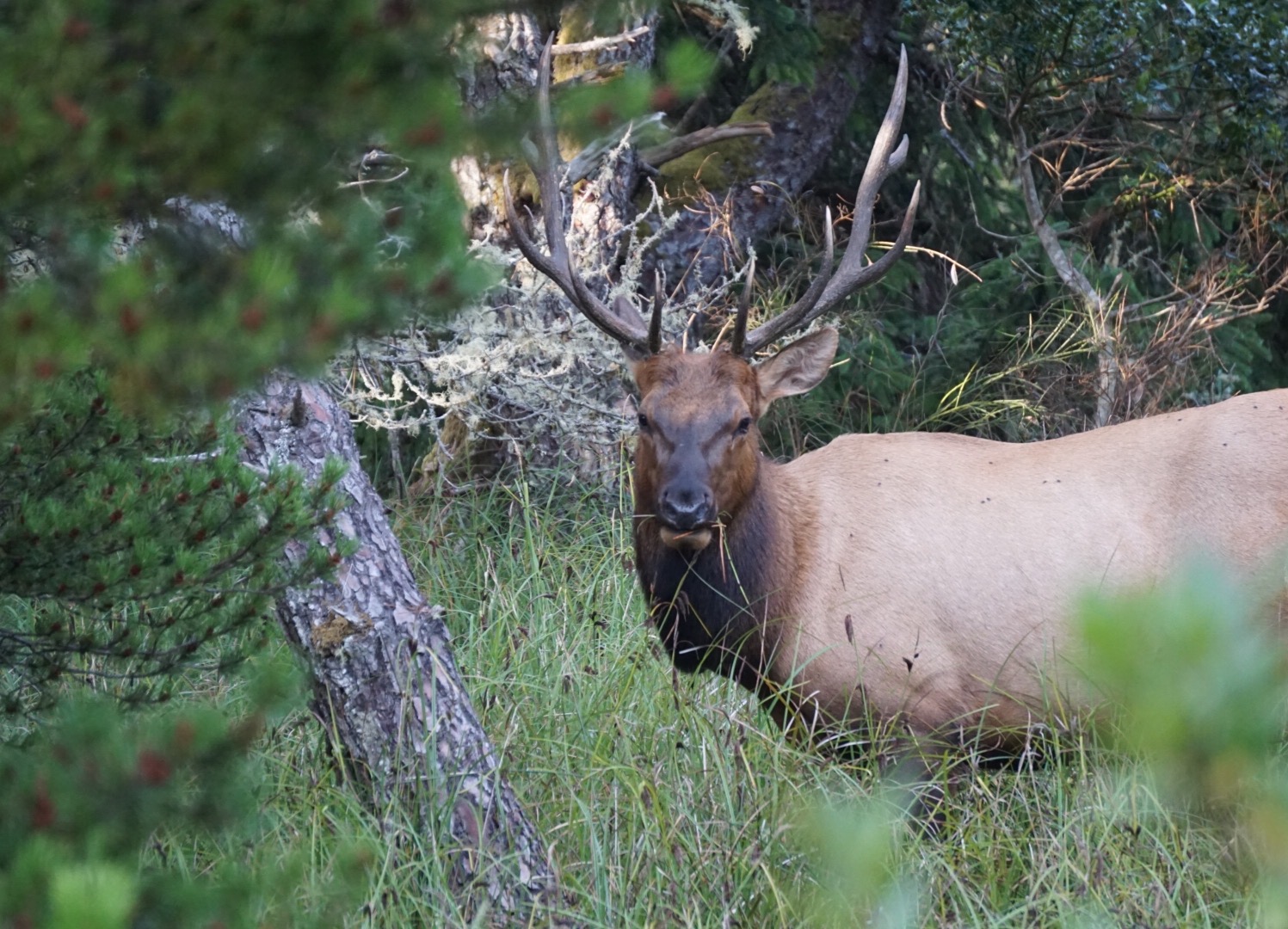 Dr. Andrea Grindeland | The Tiny Heros That Could Save Deer and Elk from Chronic Wasting Disease