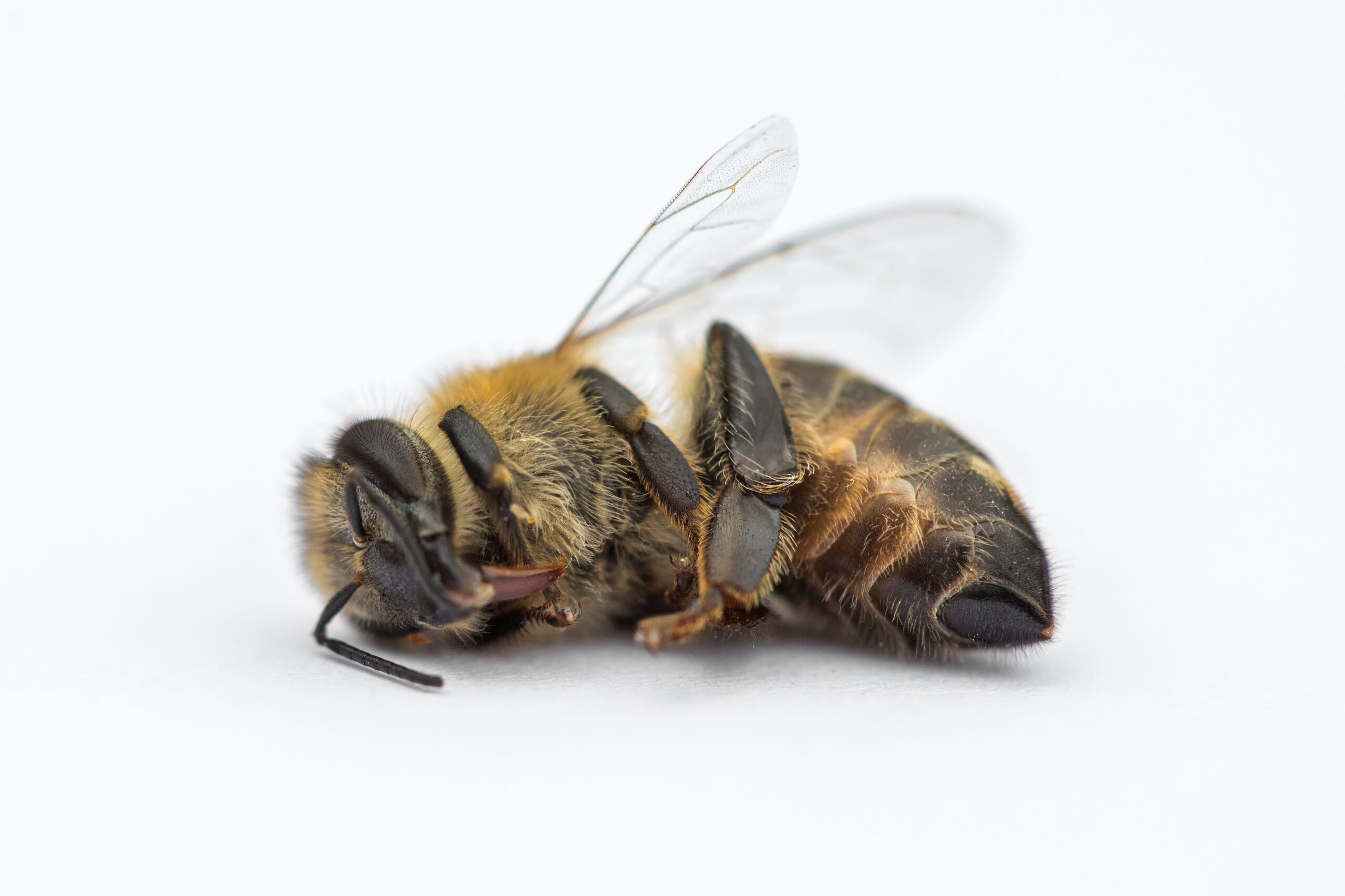 Pollinator Peril: How Common Agricultural Cocktails Harm Honeybees